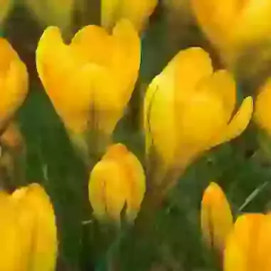 Yellow Giant